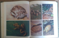 Жизн животнъих Енциклопедия в седем тома на руски език, снимка 4