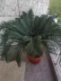 Палма Цикас, снимка 8