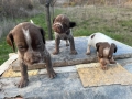 Кученца за трюфели , снимка 13