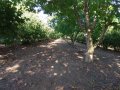 Орехова градина - 20 дка, снимка 4