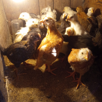 Продавам домашни яйца , снимка 1 - Кокошки и пуйки - 44862119