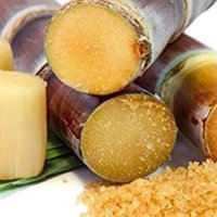100 броя семена от декоративен бамбук Moso Bamboo зелен МОСО БАМБО за декорация и дървесина, снимка 2 - Сортови семена и луковици - 37711749