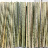 Семена от гигантски бамбук Moso Bambo градински сертифицирани декоративни растения за дома и двора б, снимка 7 - Разсади - 38062500