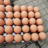 Изкуствени пластмасови яйца за кокошки тежки, снимка 10 - За птици - 40032040