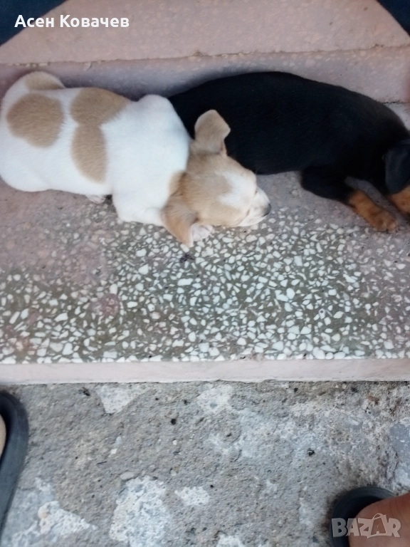 Пинчер , снимка 1