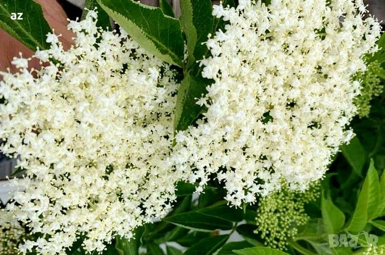 Бял бъз, снимка 1