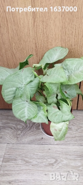 Сингониум Milk confetti , снимка 1