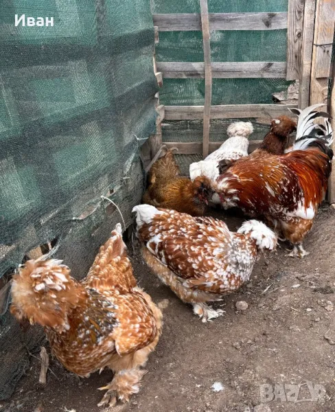 яйца от Струмски кокошки, снимка 1