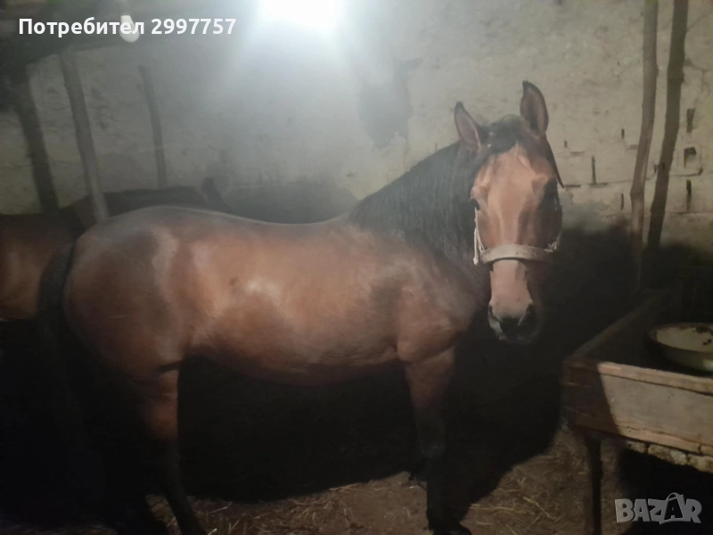 Кобила, снимка 1