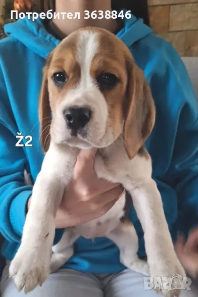 Бигъл , снимка 1