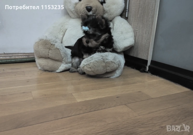 йоркширски териер, снимка 1