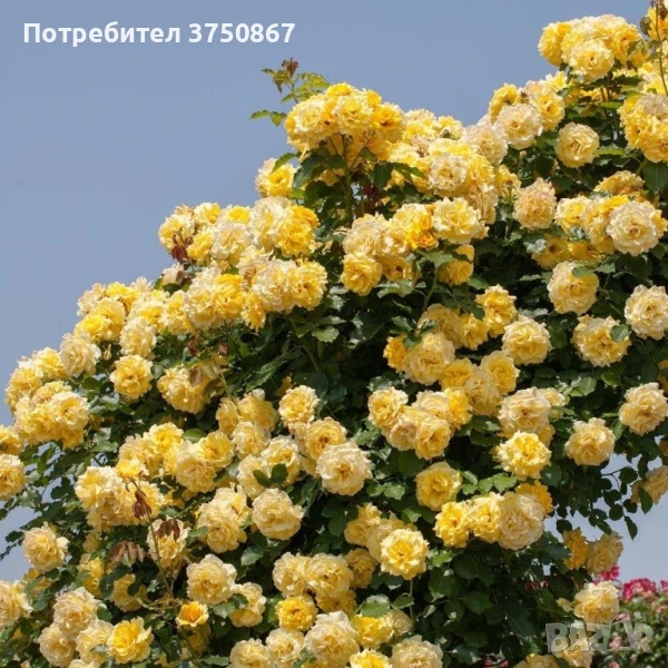 🌹 РОЗА 🌹Gpt RIMOSA® (Gold Bunny®) Meigro-Nurisar, снимка 1