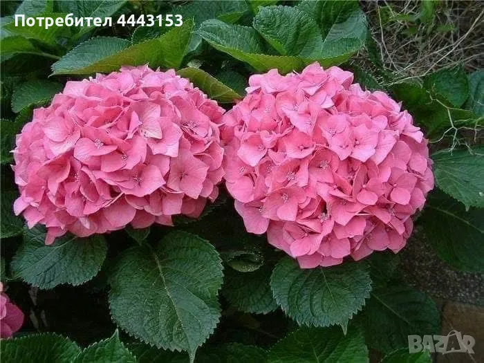 Розова хортензия разсад , снимка 1