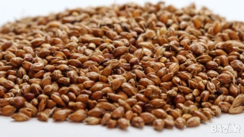 Продавам метлено семе семе от метла, снимка 1