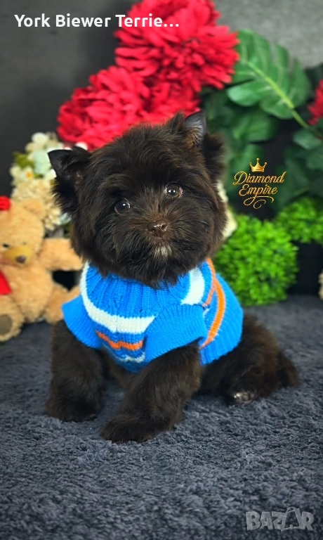 Йоркширски Териер! Шоколадов момче-сладур с родословие! Доставка!, снимка 1