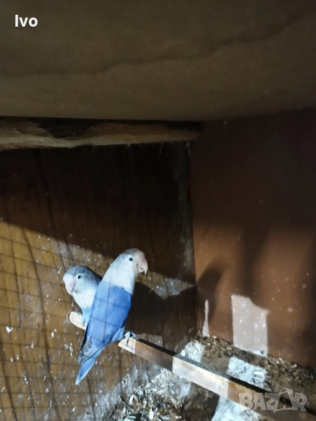 Двойка Неразделки, снимка 1