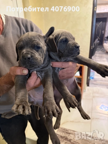 Две момиченца Кане Корсо!!! Обезпаразитени с две поставени ваксини!!!, снимка 5 - Кане корсо - 50321505