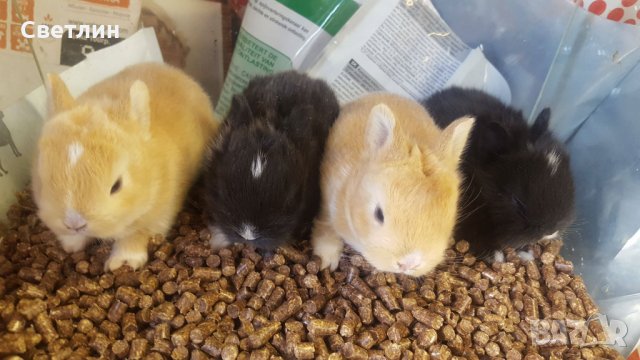 Малки декоративни зайчета, снимка 5 - Декоративни зайчета - 28688866