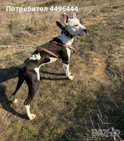 Продавам родословни питбулчета, снимка 4 - Питбул - 53248650