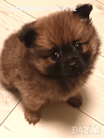 Продавам, снимка 10 - Померан - 52849823