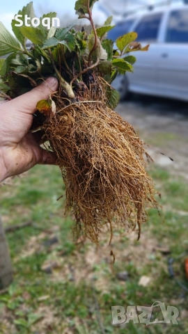 качествен разсад , снимка 10 - Разсади - 52070640
