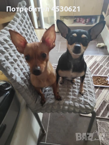 Пинчер , снимка 1