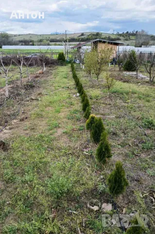 Вечнозелена Бързоразстяща Източна Туя / Thuja orientalis /, снимка 2 - Градински цветя и растения - 34168506