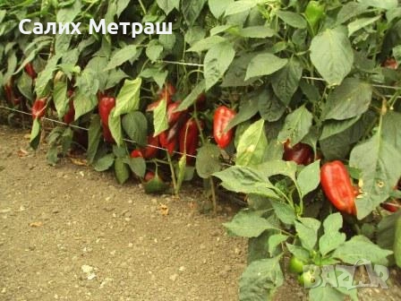 Разсад за пипер, разсад за домати и др., снимка 6 - Разсади - 53056101