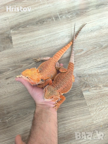 Брадати агами 