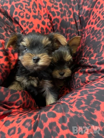 Йоркширски териерчета , снимка 6 - Йоркширски териер - 53472899