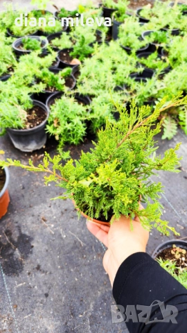 Промо пакет от 3бр студоустойчиви иглолистни и вечнозелени растения!, снимка 8 - Градински цветя и растения - 50929669