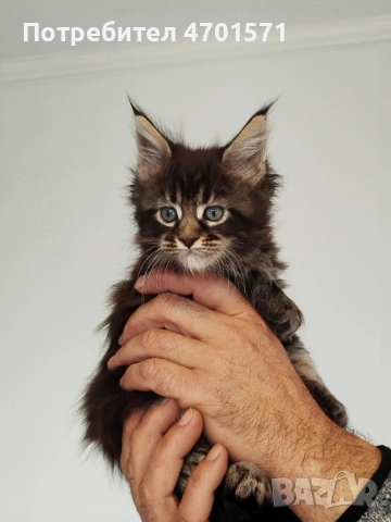 Котенца Мейн Куун, снимка 3 - Мейн кун - 53010652