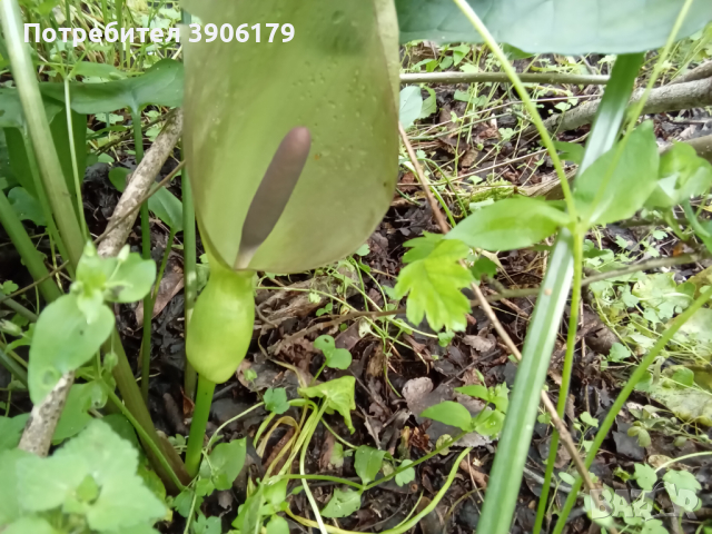 Змийска  хурка грутка, снимка 2 - Градински цветя и растения - 44865811