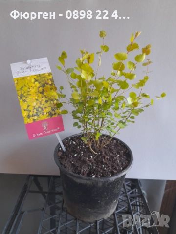 Жълта бреза джудже – Betula Golden Nana, снимка 5 - Разсади - 52714418