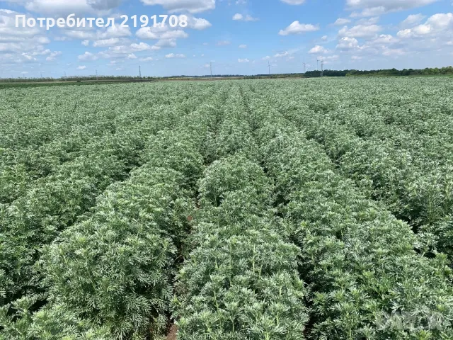 Продавам етерични масла, снимка 9 - Козметика за тяло - 49195415