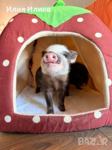 Виетнамски прасета