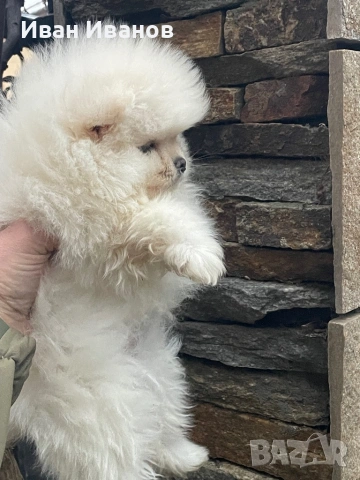 Померанче Женско , снимка 4 - Померан - 53356231