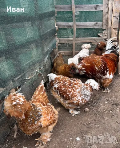 яйца от Струмски кокошки, снимка 1