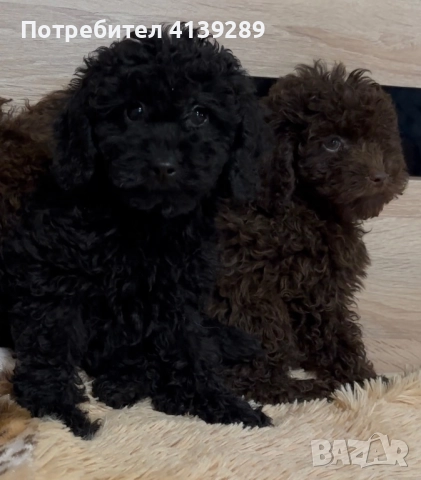 Пудел мини , снимка 2 - Пудели - 52755014