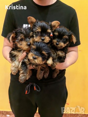 Йоркширски териер йорки, снимка 4 - Йоркширски териер - 39773414