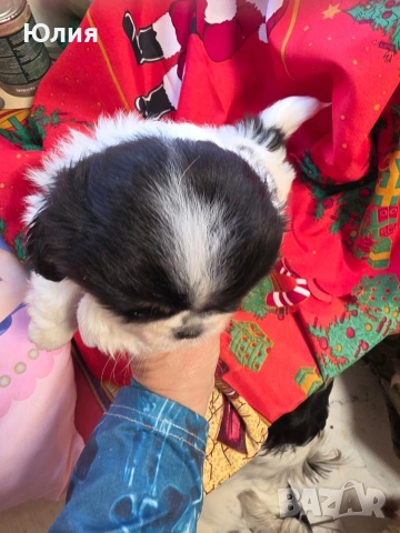 Японски хин, снимка 10 - Други - 52506196