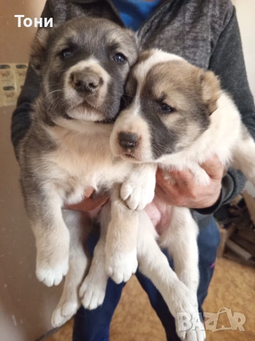 Алабай Таджикистански, Мъжко и Женско , снимка 9 - Алабай - 53582203