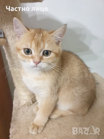 Шотландски котета златна чинчила., снимка 7 - Чинчили - 52171934