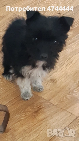 Йоркширски териер