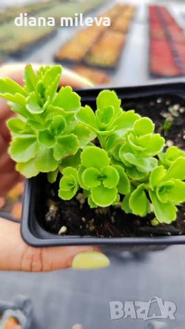 Камчатски седум, Sedum kamtschaticum, снимка 8 - Градински цветя и растения - 51146500