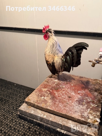Продавам декоративни кокошки, снимка 3 - Кокошки и пуйки - 52585183
