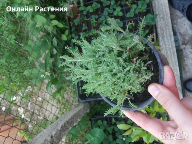 Сантолина Сребриста и Зелена в Градински цветя и растения в гр. Разград ...