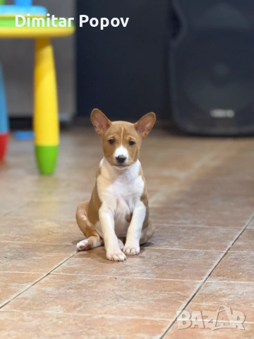 Басенджи (Basenji) – Елитни кученца от развъдник