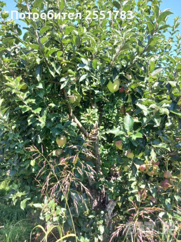 Млада плододаваща  овошна градина, снимка 9 - Земеделска земя - 41125668