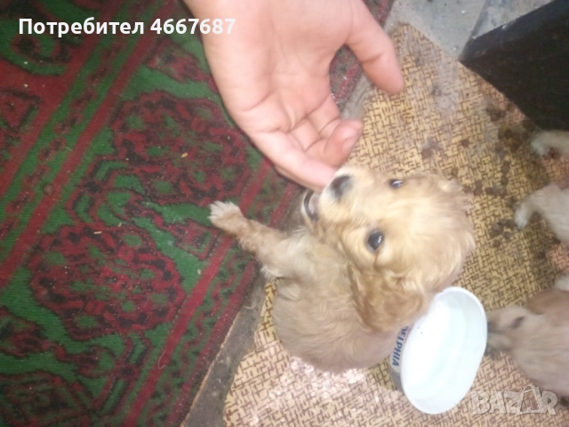 Продавам кокер шпаньол, снимка 4 - Кокер шпаньол - 52640671